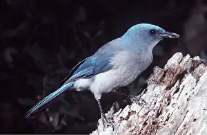 Corvids: GREY-BREASTED JAY / MEXICAN JAY - on post