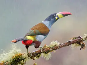 Breasted: Grey Breasted Mountain Toucan Andigena hypoglauc