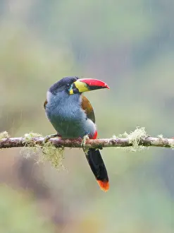Breasted: Grey Breasted Mountain Toucan Andigena hypoglauc