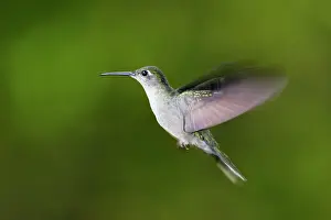 Sabrewing: Grey-breasted Sabrewing Hummingbird