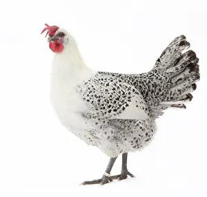 Gallic: Grey Bresse-Gauloise Chicken hen