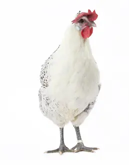 Caruncles: Grey Bresse-Gauloise Chicken hen