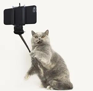 Sticks: Grey British cat on hind legs taking a selfie