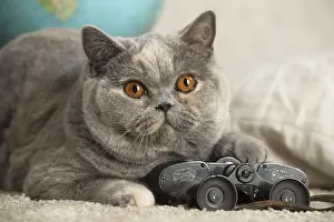 Binoculars: Grey British cat indoors