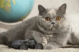 Binoculars: Grey British cat indoors