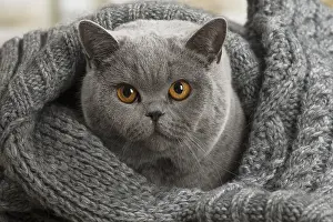 Jumper: Grey British cat indoors
