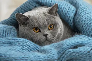 Jumper: Grey British cat indoors