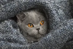 Jumper: Grey British cat indoors
