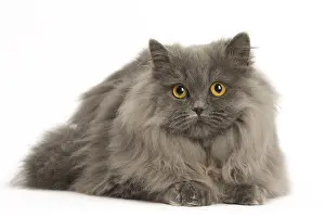Longhairs: Grey British Longhair cat indoors