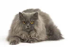 Longhairs: Grey British Longhair cat indoors