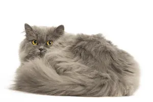 Longhairs: Grey British Longhair cat indoors