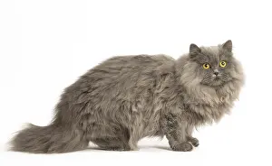 Longhairs: Grey British Longhair cat indoors