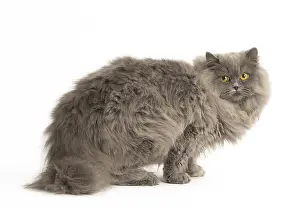 Longhairs: Grey British Longhair cat indoors