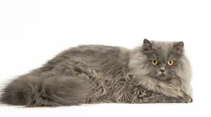 Longhairs: Grey British Longhair cat indoors