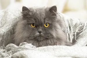 Longhairs: Grey British Longhair cat indoors