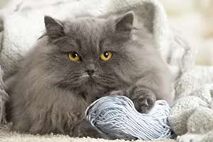 Longhairs: Grey British Longhair cat indoors