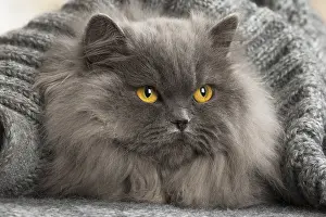 Longhairs: Grey British Longhair cat indoors