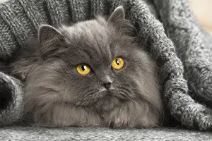Longhairs: Grey British Longhair cat indoors