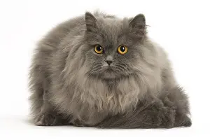 Longhairs: Grey British Longhair cat indoors