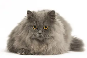 121217: Grey British Longhair cat indoors