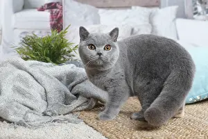 181120: Grey British Shorthair cat indoors in the living room
