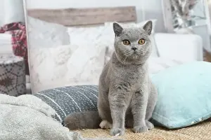 181120: Grey British Shorthair cat indoors in the living room