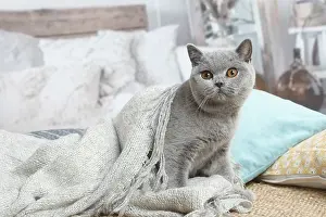 181120: Grey British Shorthair cat indoors in the living room