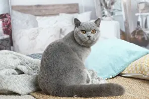 181120: Grey British Shorthair cat indoors in the living room