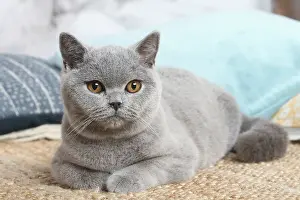 181120: Grey British Shorthair cat indoors in the living room