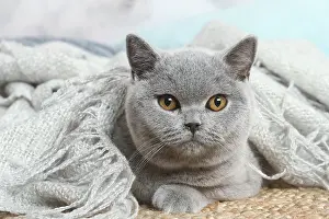 181120: Grey British Shorthair cat indoors in the living room