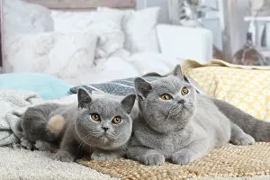 181120: Grey British Shorthair cats indoors in the living room