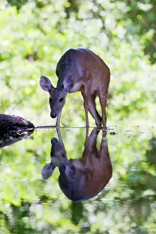 Brocket: Grey Brocket Deer