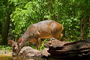 Brocket: Grey Brocket Deer