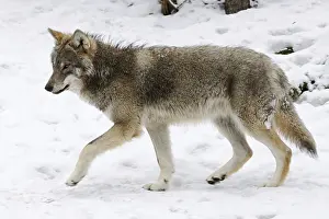 Typical: Grey-brown... European gray wolf (Canis l)