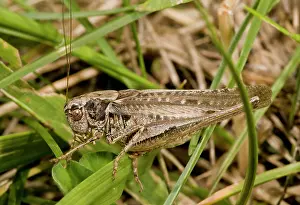 Cricket: Grey Bush-cricket - male - rare coastal species in the UK