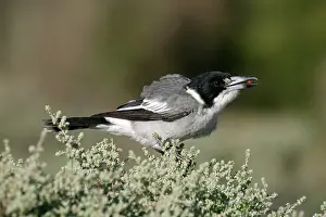 Torquatus: Grey Butcherbird