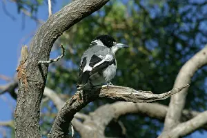 Torquatus: Grey Butcherbird