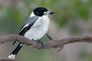 Torquatus: Grey Butcherbird