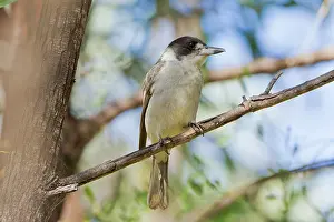 Torquatus: Grey Butcherbird