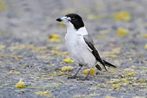 Torquatus: Grey Butcherbird (Cracticus torquatus) adult male