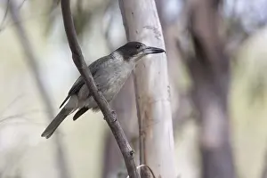 Hobart: Grey Butcherbird - At Peter Murrell Reserve near