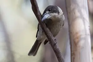 Hobart: Grey Butcherbird - Wiping its beak on a branch -