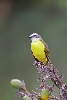 Flycatchers: Grey-capped Flycatcher Myiozetetes granadensis La Fortuna, C