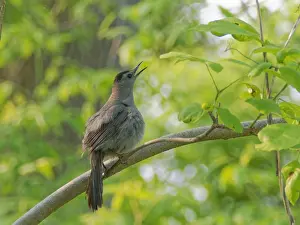 Carolinensis: Grey Cat Bird - singing Dumetella carolinensis Magee