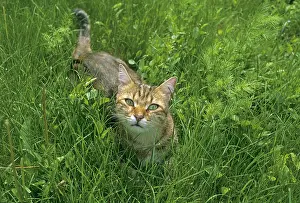 Curiosities: Grey Cat with green eyes in grass