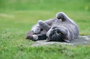 Submission: GREY CAT - LYING ON BACK