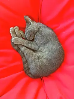 Sleep: Grey cat sleeping on red sofa cushion