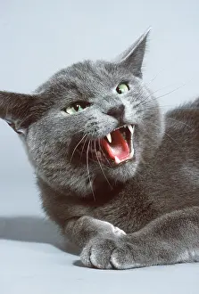 Hissing: Grey CAT - snarling