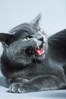 Hissing: GREY CAT - Snarling, aggressive