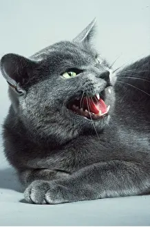 Shows: GREY CAT - Snarling, shows aggression